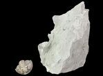 Wide, Enrolled Flexicalymene Trilobite - Ohio #72028-3